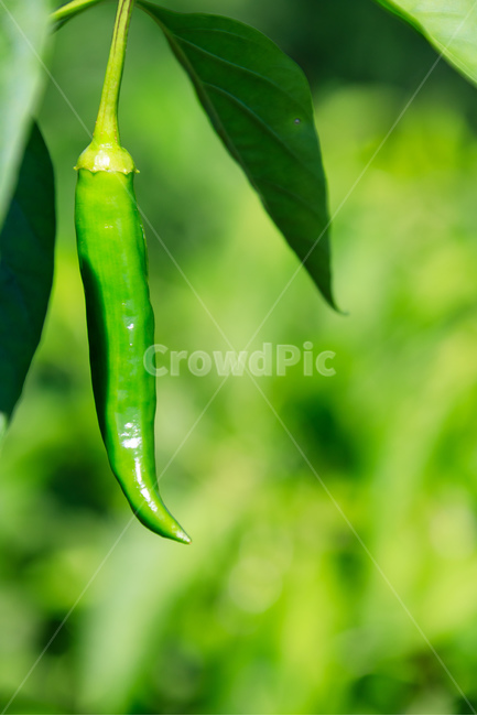 고추,매운고추,신선한,식물,건강한,야채,농업,식물,자연,plants,nature,채소,야채,vegetables