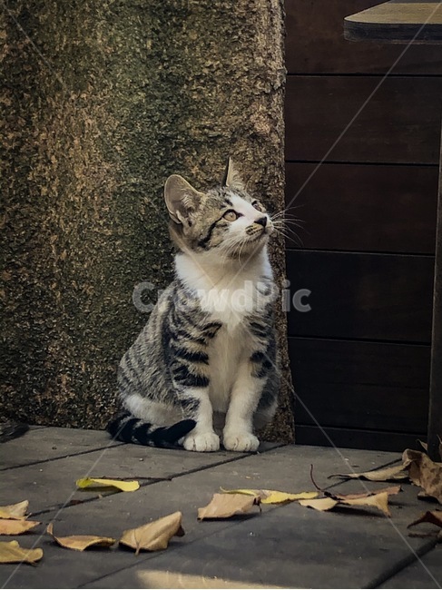 고양이,낙엽,가을,동물,풍경,가을,계절,fall,autumn,season,동물,animal,포유류,mammal,고양이,cat,kitten,kitty