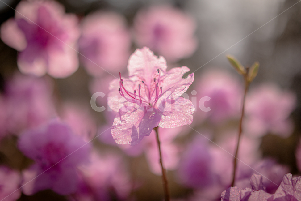 진달래,식물,봄,꽃,flower,식물,자연,plants,nature,꽃,flower