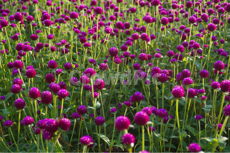 천일홍,꽃,보라,여름,풍경,식물,자연,plants,nature,꽃,flower
