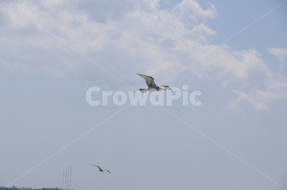 animal,동물,flying,나는,bird,새