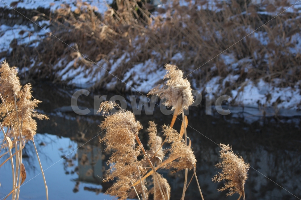 시골,논산,풍경,충청도,충남,나무,갈대,강,눈,미러링,반사빛,식물,자연,plants,nature