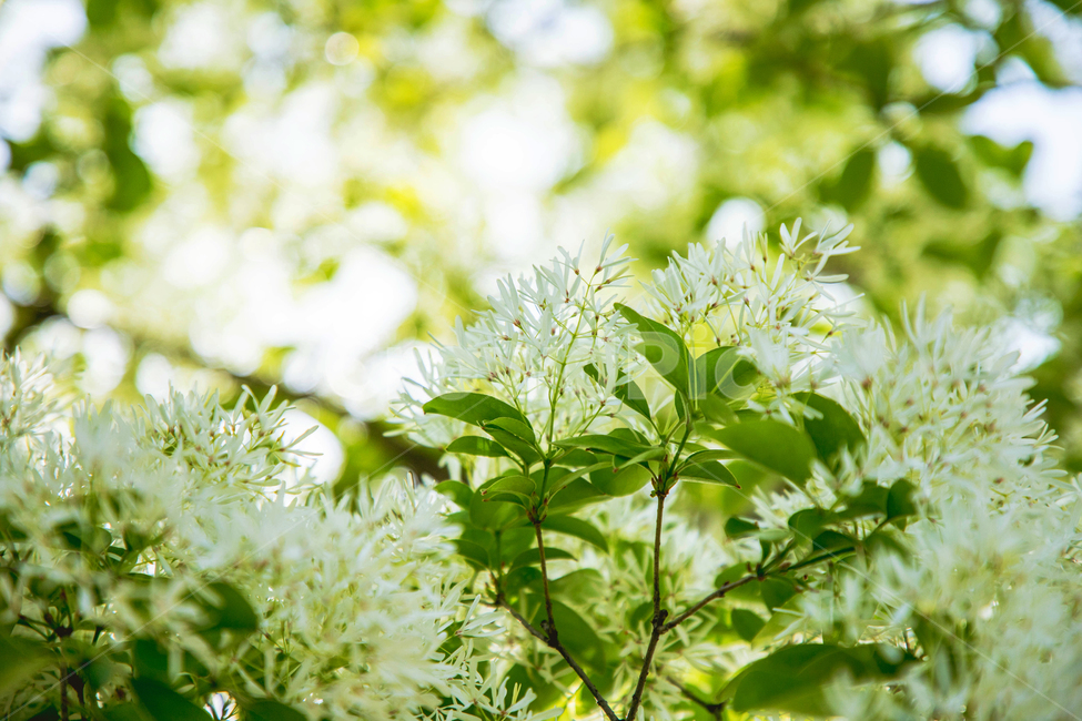 꽃,나무,이팝,이팝나무,풀,풀잎,꽃잎,흰,햇살,햇볕,나뭇잎,자연,tree,nature,봄,화사한,아름다운,식물,자연,plants,nature,꽃,flower