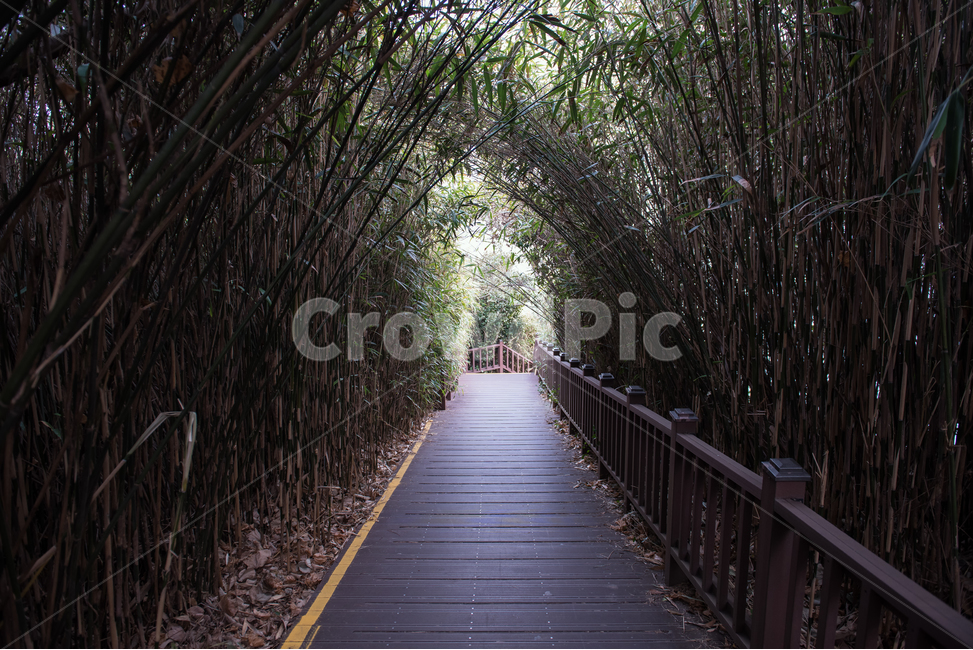 대나무,산죽,산책로,데크,숲,산책,조성,힐링,여행,추억,행복,댓잎,울창,식물,터널,조용,자연,풍경,배경,오동도,여수,해변,자연,풍경,nature,landscape,bridge,다리,boardwalk,building,건물