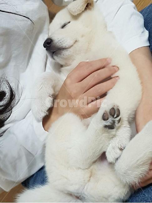 잠자는강아지,귀여운강아지,강아지,애완견,dog