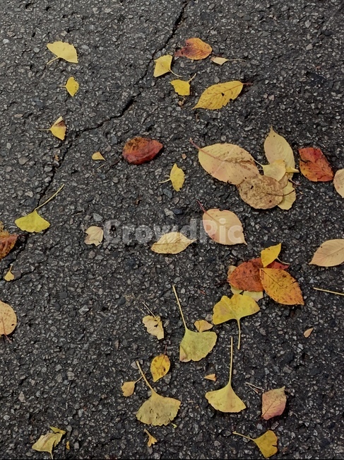 ground,leaf,아스팔트,낙옆,가을