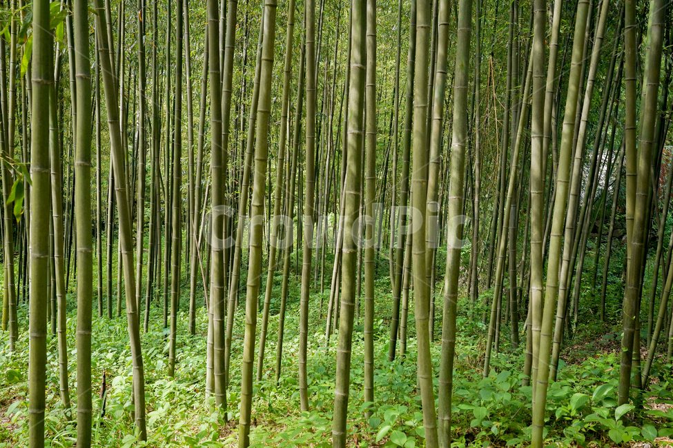 대나무,숲,푸르름,녹색,자연,송광사,직선,절,식물,자연,plants,nature,나무,trees,wood