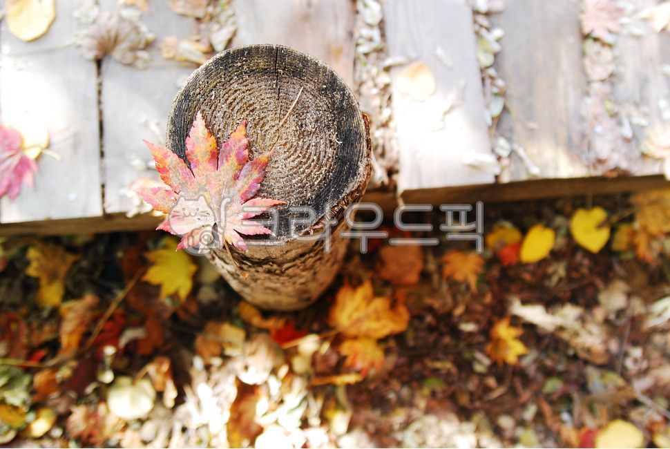 가을,단풍잎,단풍,길,오솔길,잎,식물,감성