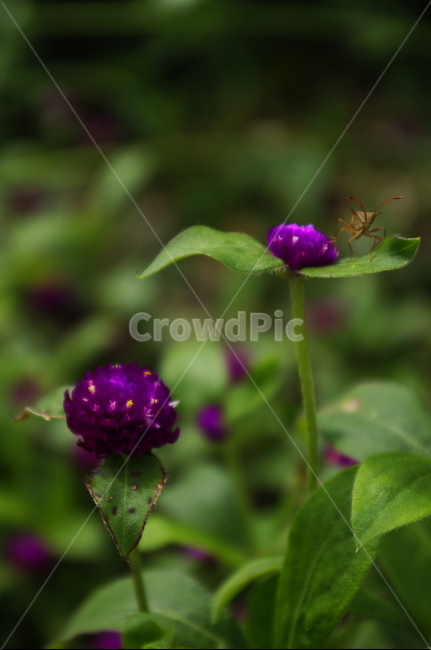 천일홍,꽃,flower,식물,plant,자연,nature