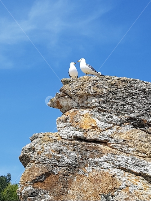 갈매기,commongull,채셕강,하늘,조류,동물,animal,조류,새,birds