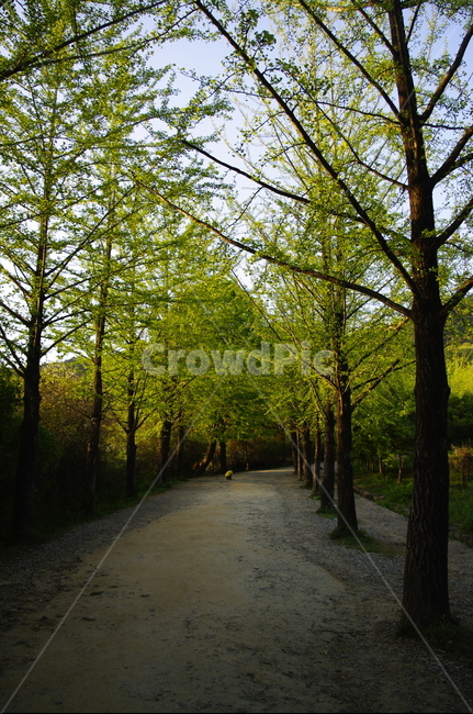 가로수,나무,식물,plant,자연,nature,길,자연,풍경,nature,landscape,tree