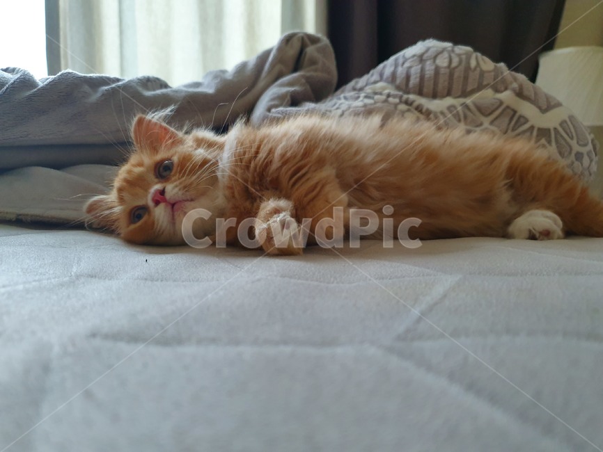고양이,멀봐,나비,야옹이,귀차니즘,멍때리기,반려동물,애완동물,동물,먼치킨고양이,먼치킨,새끼,아기,노랑이,포유류,놀람,깜짝