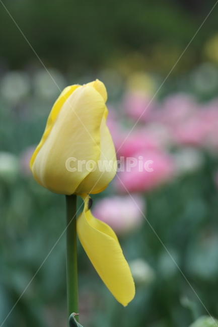 꽃,튤립,꽃길,꽃밭,봄,계절,공원,자연,색깔,flowers,tulips,spring,field,park,nature,colors,colorful,season,봄날