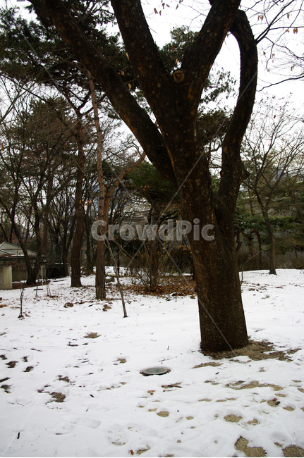 겨울,winter,풍경,설경,눈,나무,식물,plant,겨울,계절,winter,season