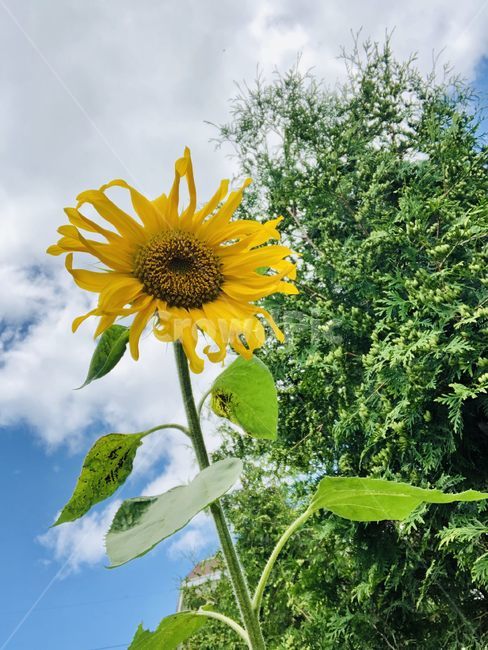 해바라기,sunflower,flower,꽃,blossom,식물,plant,봄,하늘,나무