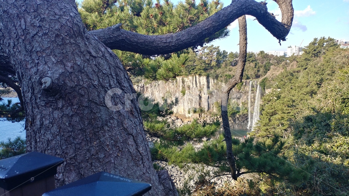 제주도,정방폭포,자연,폭포,나무,자연,풍경,nature,landscape,나무,trees,wood,tree,plant,식물