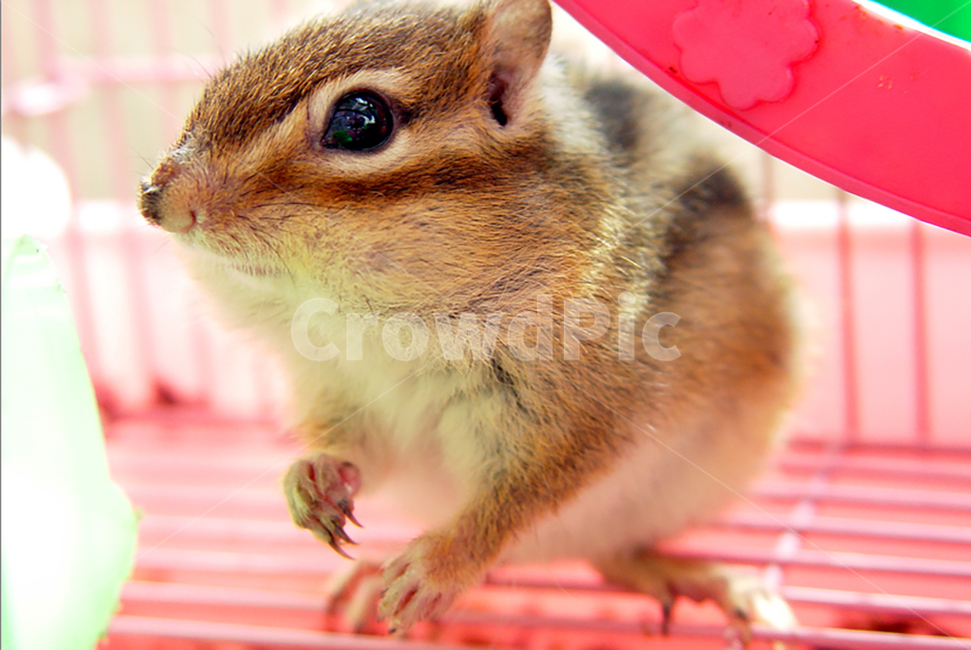 다람쥐,동물,애완동물,산다람쥐,청설모,동물,animal,포유류,mammal