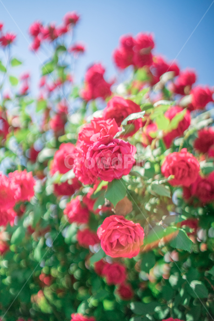 장미,하늘,분홍색,꽃잎,rose,식물,자연,plants,nature,꽃,flower