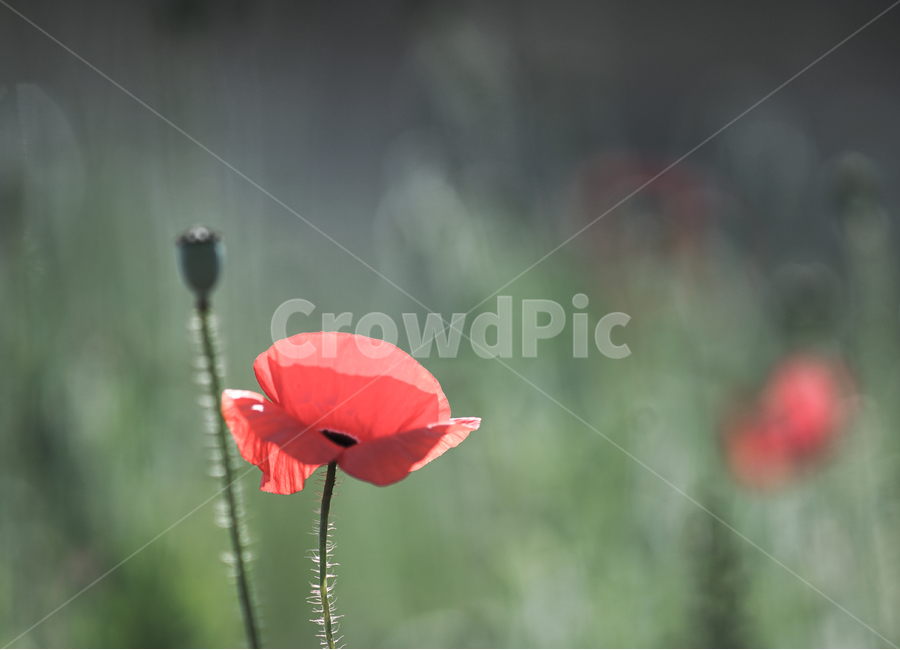 양귀비,화초,개양귀비,식물,꽃,식물,자연,plants,nature,꽃,flower