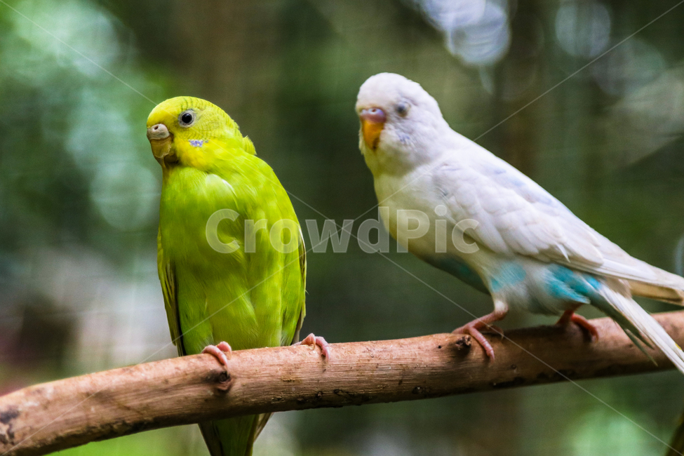 사랑앵무,앵무새,새,종물,야생,동물,animal,조류,새,birds