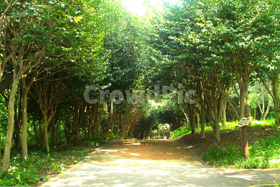 자연,식물,여름,숲,풍경,green,tree,나무,빛,그림자,자연,풍경,nature,landscape,plant