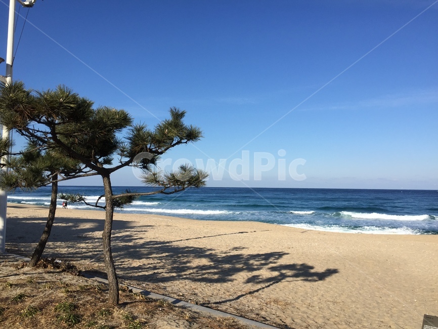 소나무,해변,파도,바다,감성사진,자연,풍경,nature,landscape,해변,바다,beach,sea,outdoors,옥외,water,물,shoreline,해안선