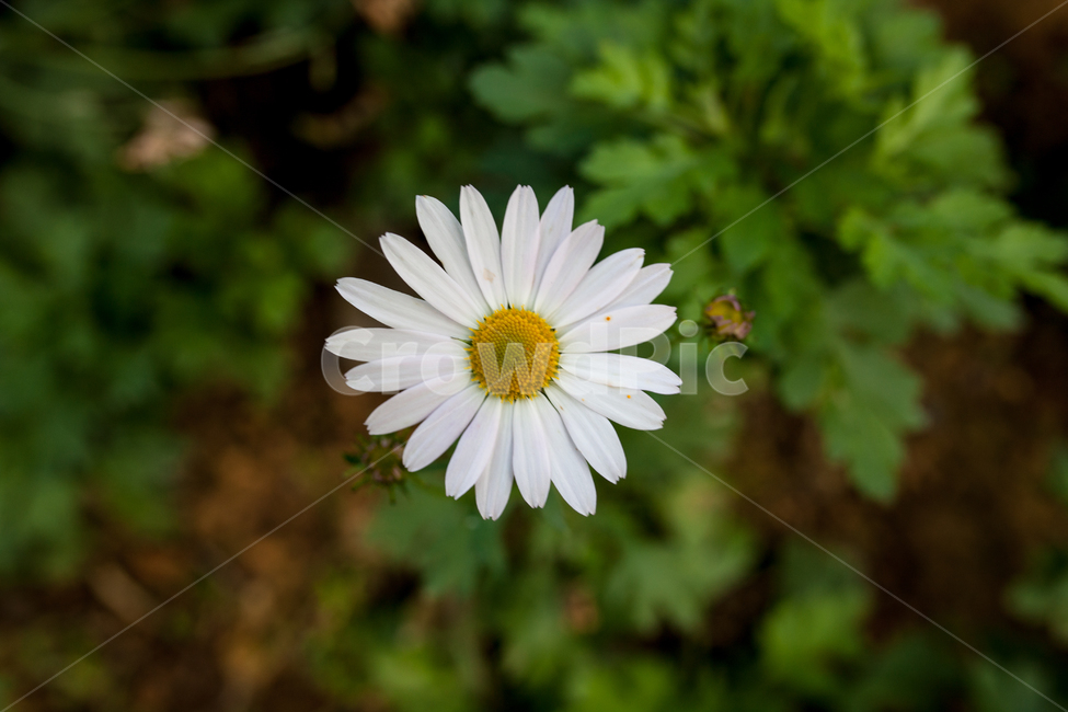 구절초,들꽃,꽃,가을,식물,botanical,flowers,가을,계절,fall,autumn,season,식물,자연,plants,nature,꽃,flower,plant,blossom,daisy,데이지,daisies