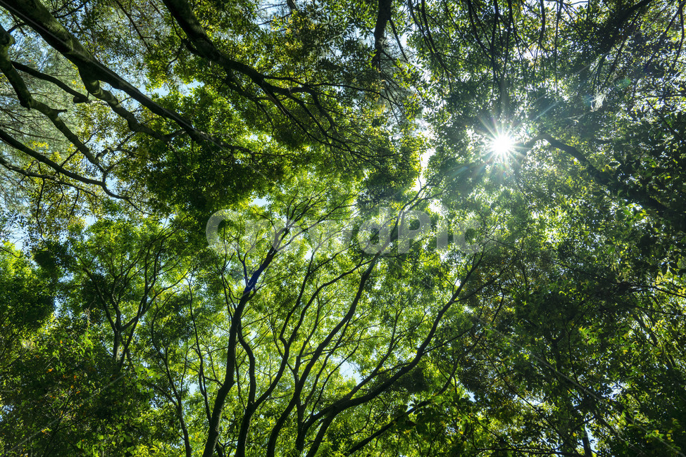 숲,숲길,제주도,제주숲길,forest,wood,leaf,나무,나뭇잎,tree,green,jeju,landscape,삼림,삼림욕,네이처,nature