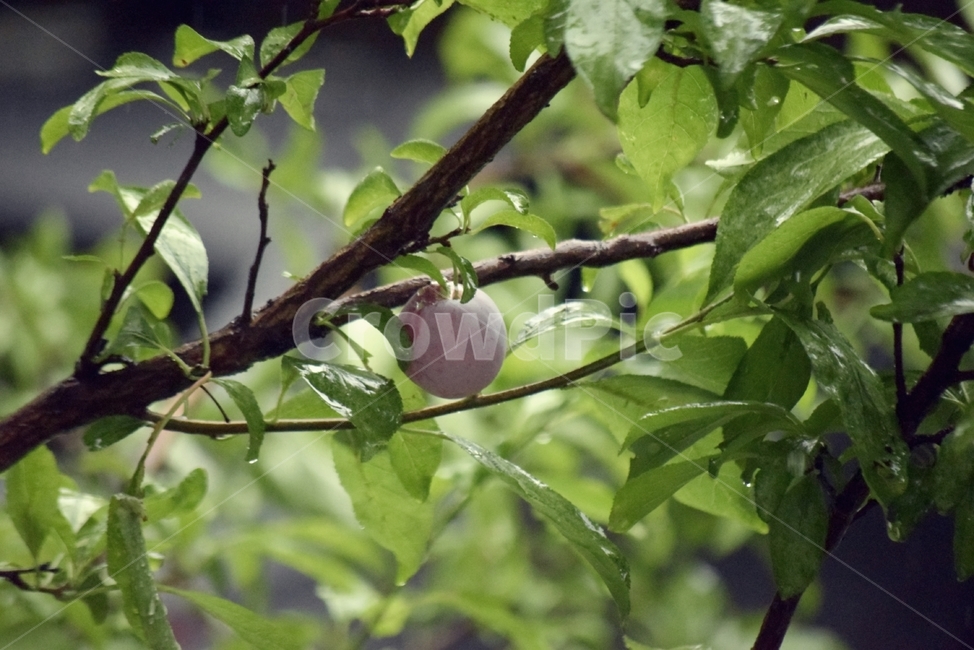 나무,식물,나뭇잎,열매,과일,plant,fruit,food,tree