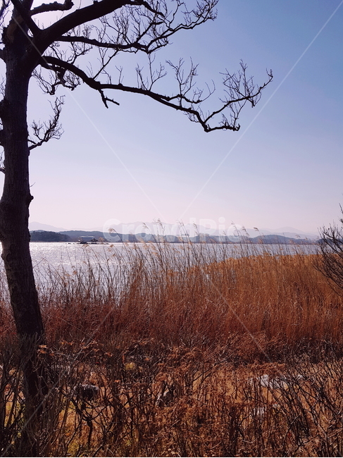 plant,식물,잔디,갈대,쓸쓸한,가을,호수,공원,자연,자연,풍경,nature,landscape,grass,lawn