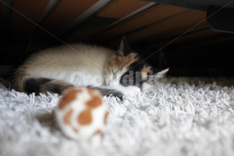 러블리,고양이,점박이,아기고양이,낮잠,꿀잠,cat,kitty,nap,동물,animal,포유류,mammal,고양이,cat,kitten,kitty