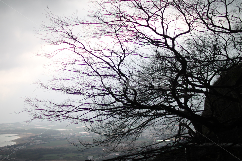 나무,역광,바다,tree,구름,뿌연