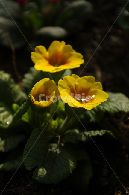 꽃,flower,plant,식물,자연,꽃잎,식물,자연,plants,nature,꽃,flower
