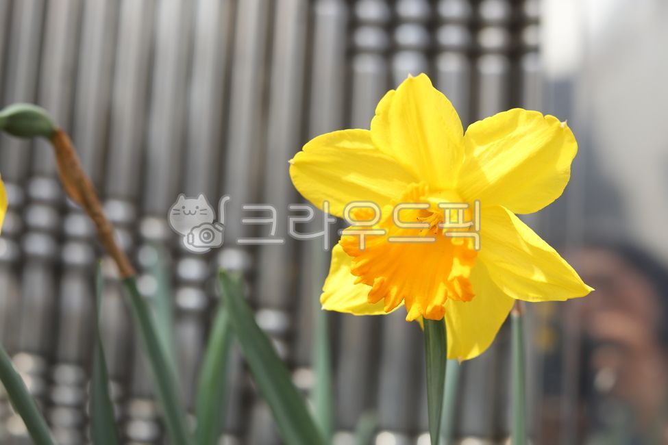 spring,language of flowers,integrity,daffodil,Spring news,yellow,flower