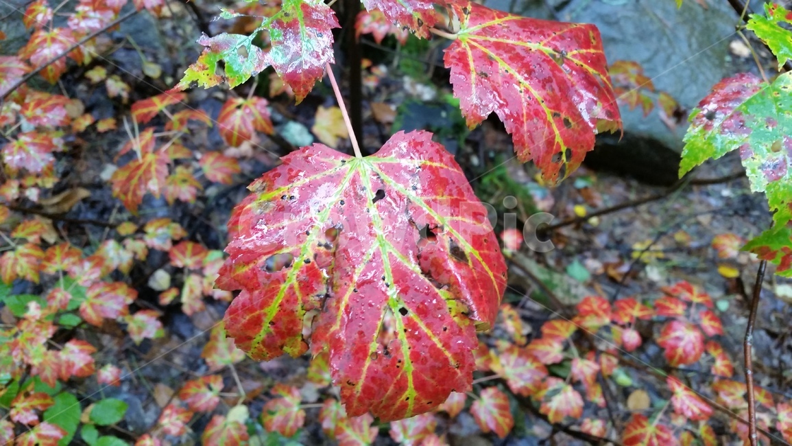 maple,단풍,단풍잎,캐나다,canada