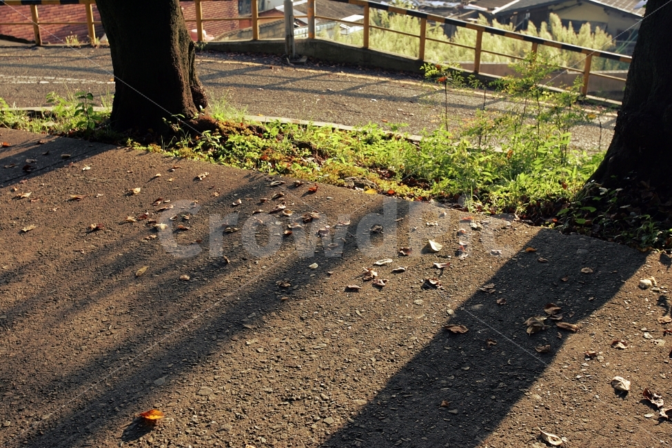 자연,풍경,햇살,가을,산책,감성,감성사진,오후,자연,풍경,nature,landscape,ground,바닥,road,도로,dirt road,흙길,gravel,자갈