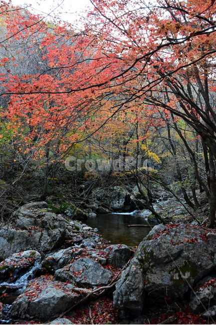 가을,단풍,울긋불긋,알록달록,형형색색,풍경,계절,시즌,아름다운,오색,치악산,부곡계곡,비경,감성,힐링,자연,가을,계절,fall,autumn,season,자연,풍경,nature,landscape,leaf,잎,plant,식물,tree,나무