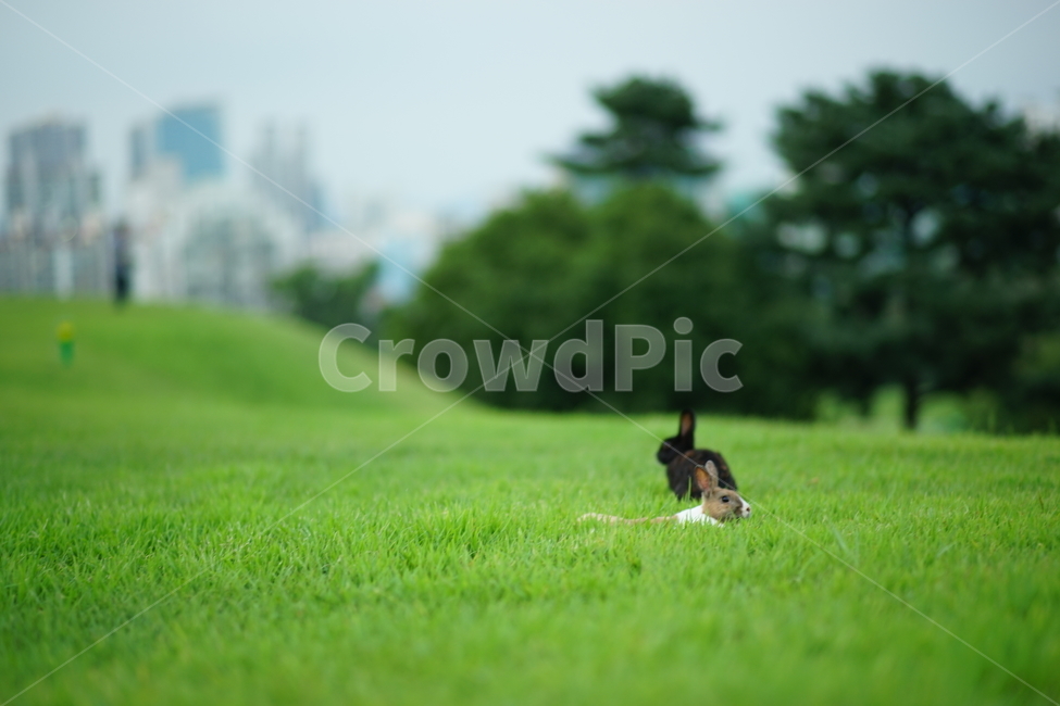 토끼,공원,초원,rabbit,park,동물,풀,초록,동물,animal,포유류,mammal