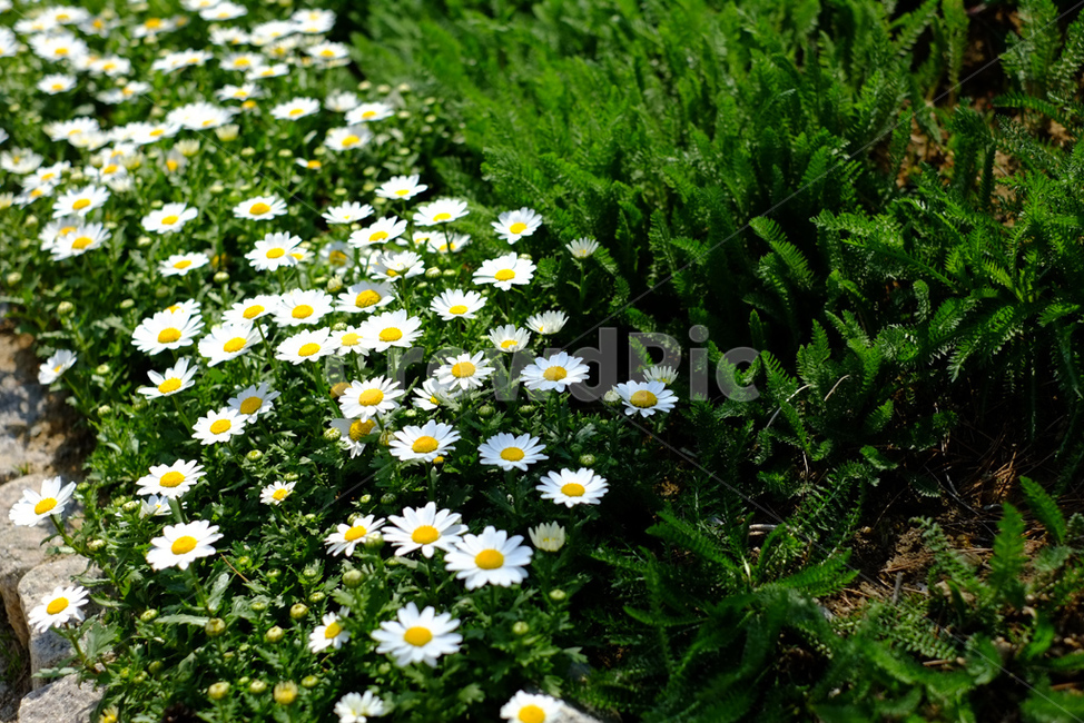 plant,식물,blossom,꽃,flower,siberianchrysanthemum