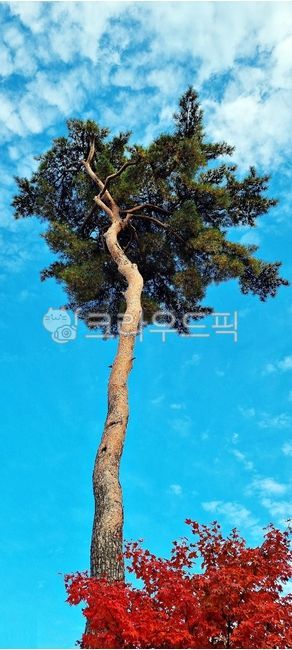 sky,cloud,tree trunk,pine tree,tree,Maple
