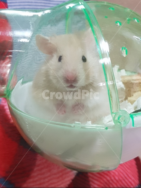 골든햄스터,베이지밴디드햄스터,5개월,귀여움,쫑긋,동물,animal,포유류,mammal
