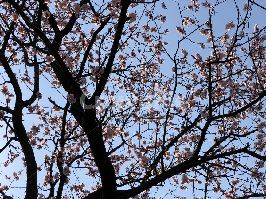 plant,식물,tree,벚꽃,cherryblossom,꽃,봄,나들이,나무,식물,자연,plants,nature,꽃,flower