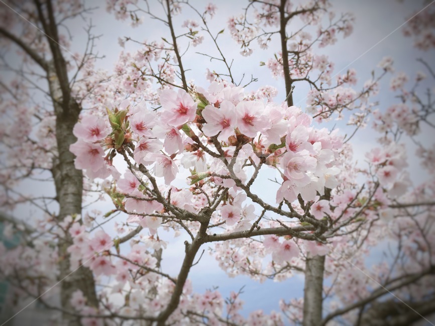 blossom,꽃,벚꽃,봄,flower