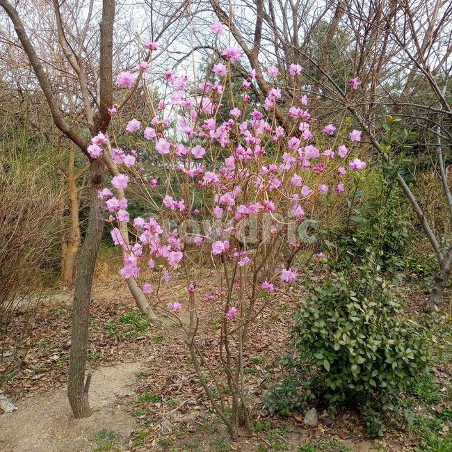 진달래꽃,진달래,봄,계절,spring,springseason,식물,자연,plants,nature,flower,plant,꽃,연분홍,산,분홍,초록,koreanrosebay,blossom,outdoors,옥외,3월