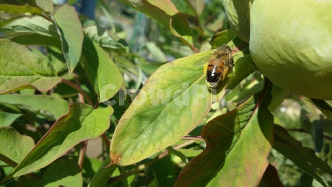 식물,벌,봄,꽃가루,초록색,동물,animal,곤충,벌레,insect,bug