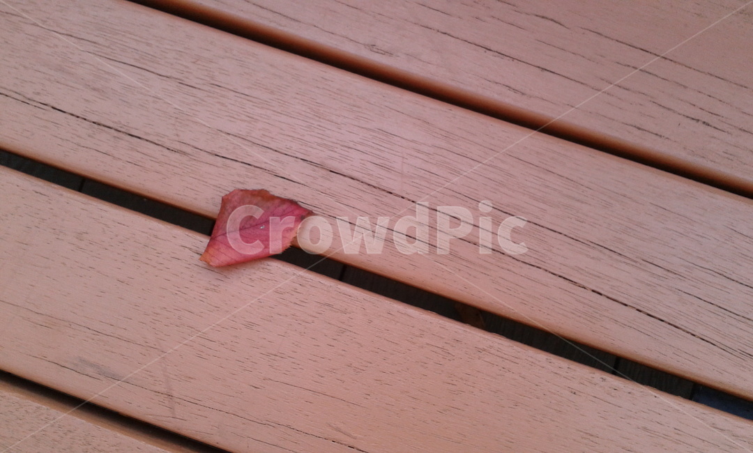 wood,나무,hardwood,잎,leaf,낙엽,가을,계절,fall,autumn,season,견목