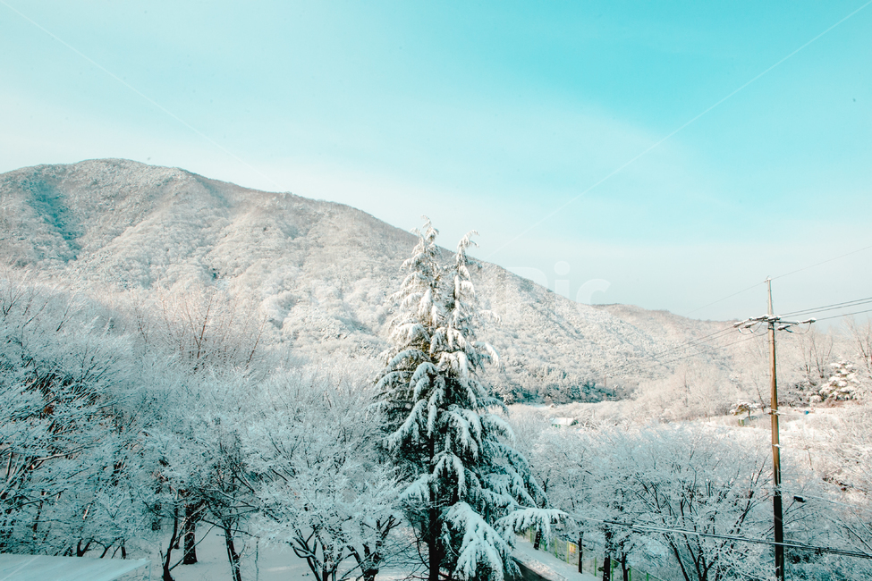눈,나무,겨울,풍경,snow,winter,감성,겨울,계절,winter,season,자연,풍경,nature,landscape,tree,plant,식물,fir,전나무,outdoors,옥외,mountain,산