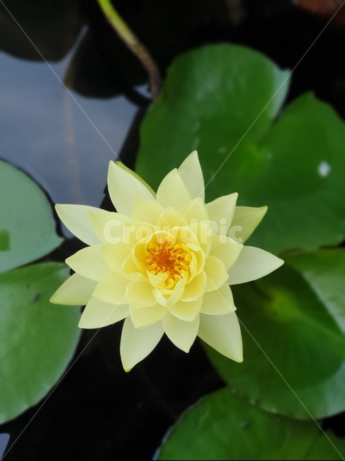 꽃,flower,식물,연못백합,연꽃,연못,식물,자연,plants,nature,꽃,flower