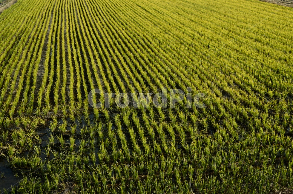 가을벼싹,벼,벼과,재배작물,가을,농촌풍경,농업,산업,industry,industrial,농업,농사,agriculture,farming,farming industry