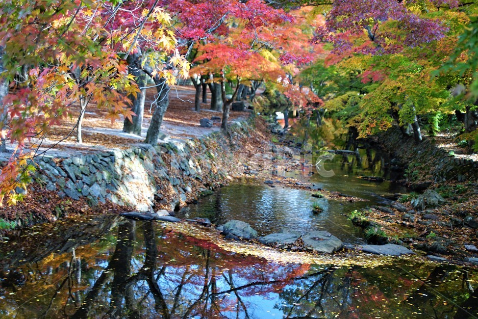 가을,단풍,낙엽,나무,자연,식물,풍경,계곡물,그림자,초록색,노랑색,붉은색,숲속,fall,autumn,nature,green,trees,red,season,자연풍경,감성,아름다움,짐검다리,가을,계절,fall,autumn,season,자연,풍경,nature,landscape,tree,plant,leaf,잎